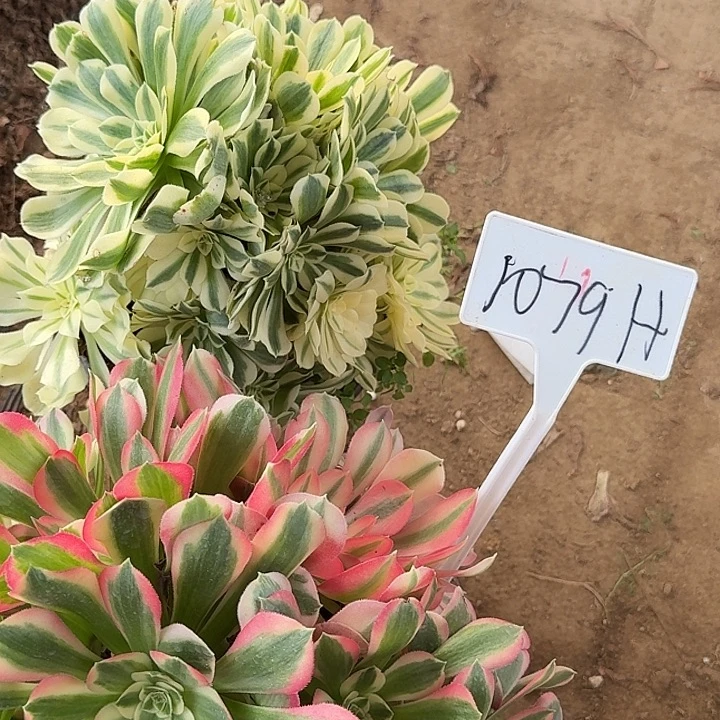 1075H哈哈哈哈哈哈哈哈哈哈哈哈