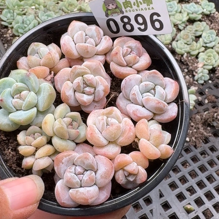 多肉植物多肉植物