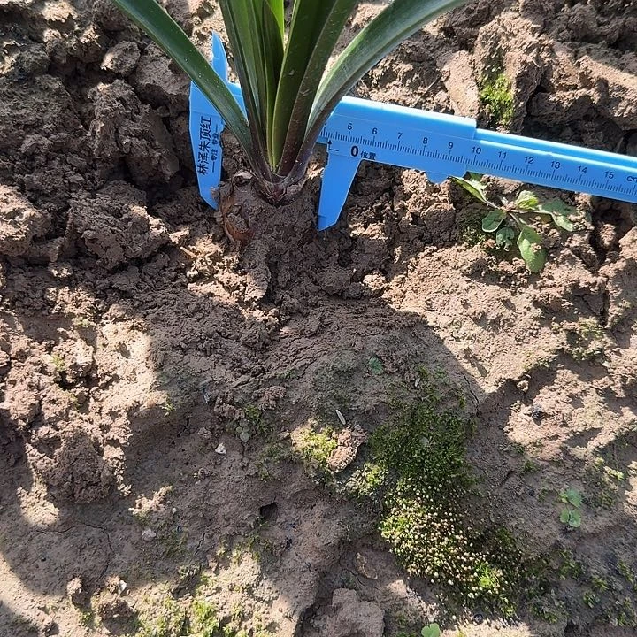 霓见星朱顶红一棵4+