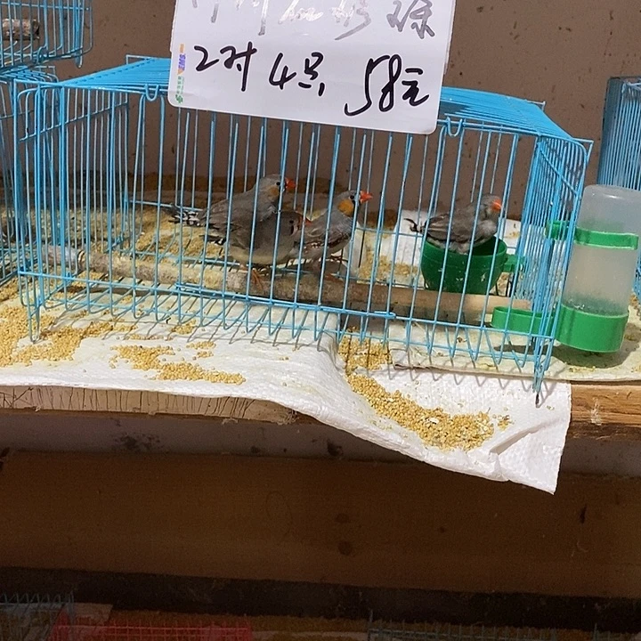 珍珠鸟风**起特价灰珍珠两对