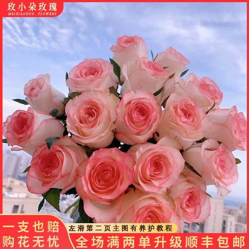 【艾莎20&巧克力10】花期持久 产地直发