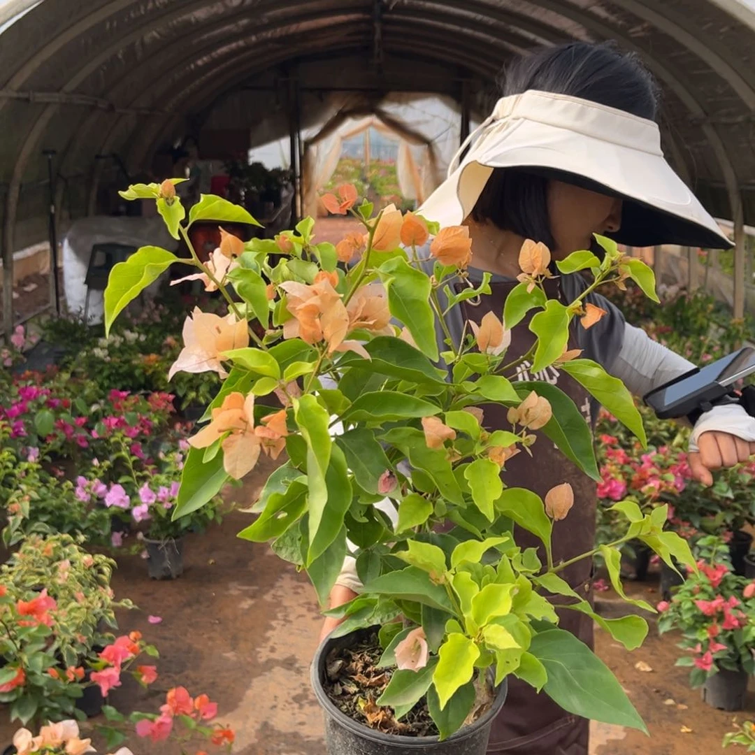 完全开放嫡公主三角梅会掉花掉叶