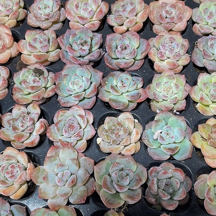 小明月1元带土发货