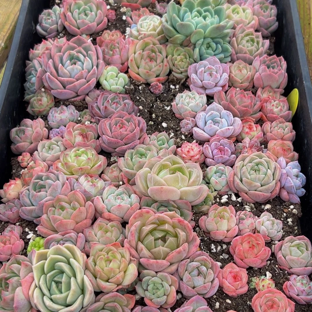 091多肉葡领导人的接见