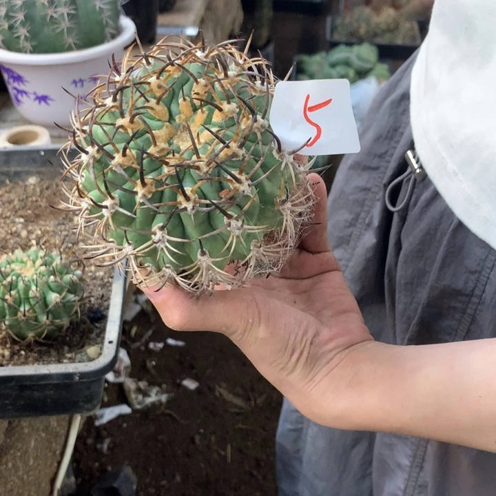 黑曜5号？。。。。。。。。。。。