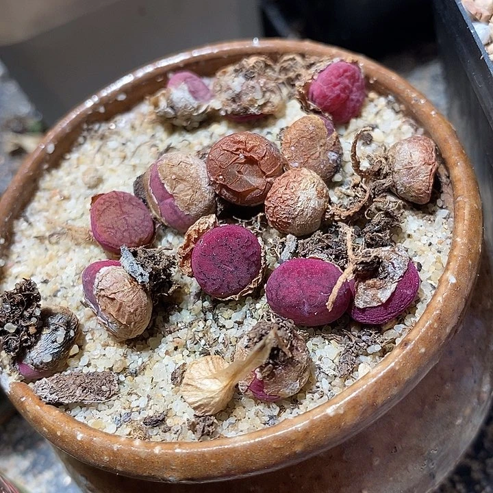 钻墨杂交一颗。