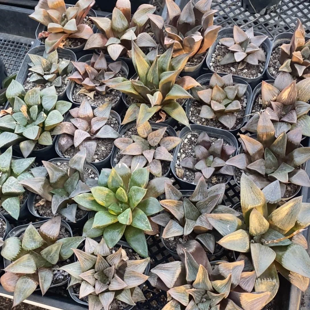 1520 一盆实生大寿 整点福利