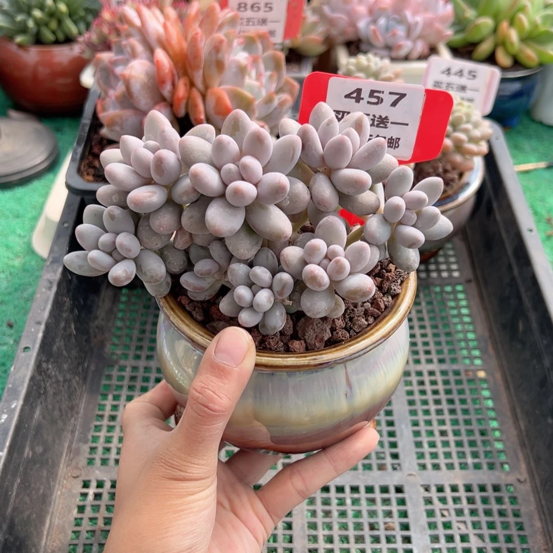 表妹精品多肉植物457.