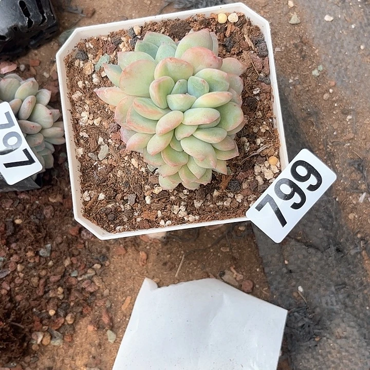 霸***花多肉植物一物一拍