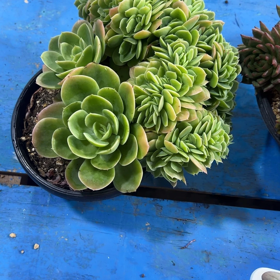 ****肉星娜塔缀化多肉植物