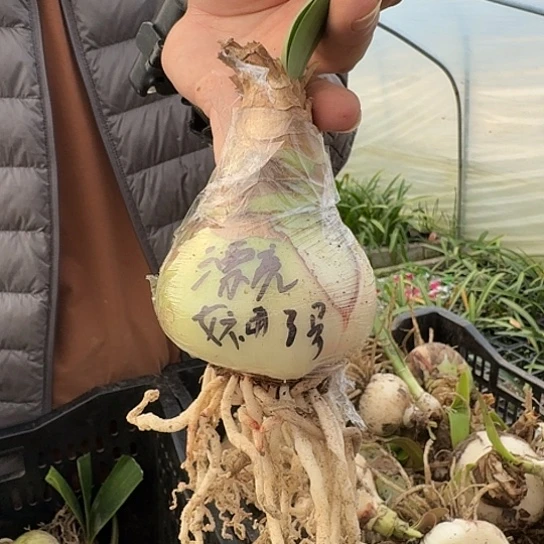 漂亮女神3号6.5-7厘米包对版