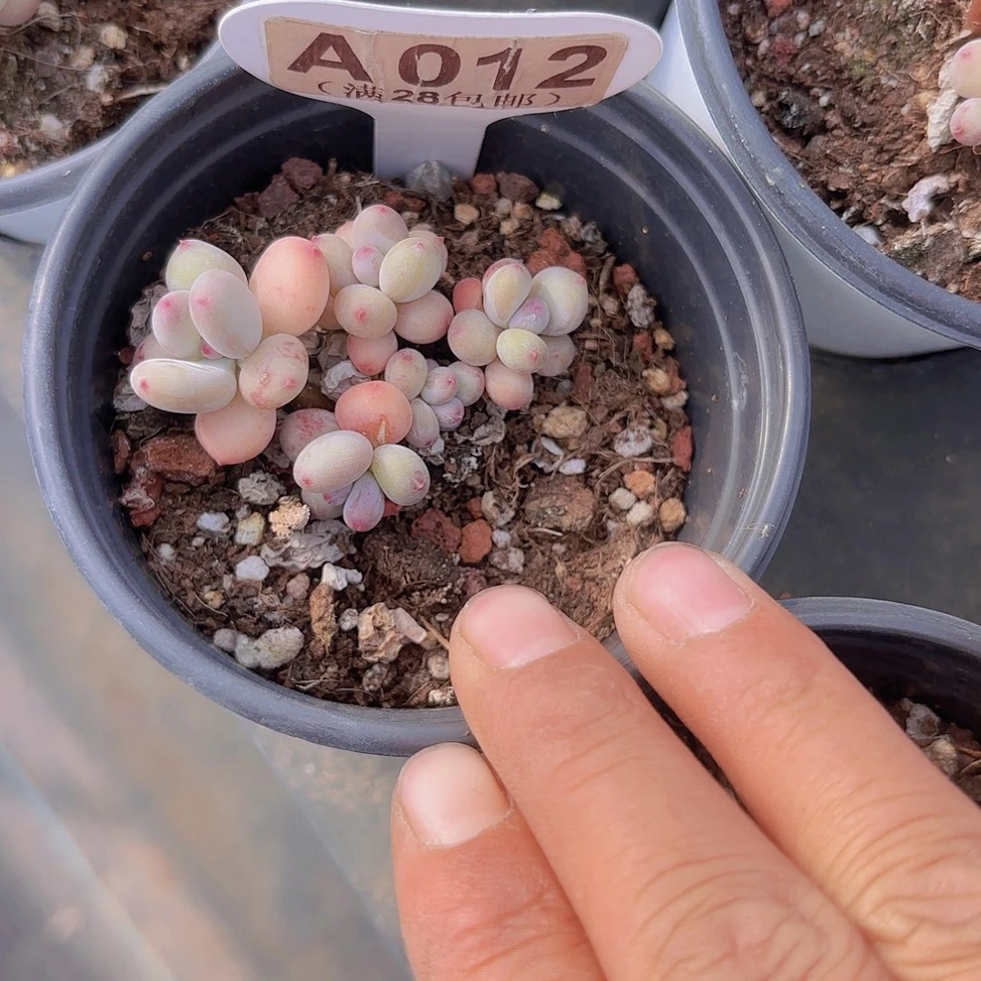 A012萤火虫一物一拍多肉