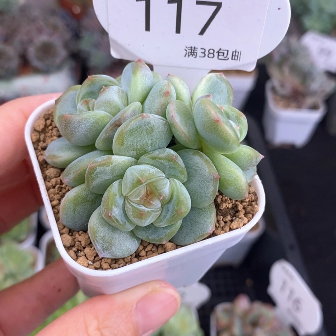 新月三头群117号一颗