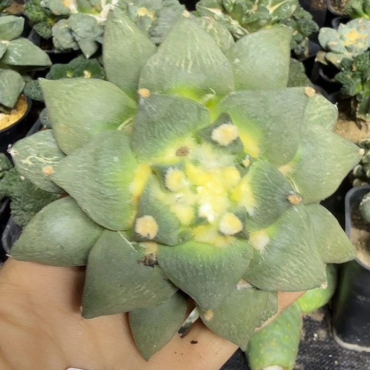 听***蝉无花朵617落地怒涛牡丹