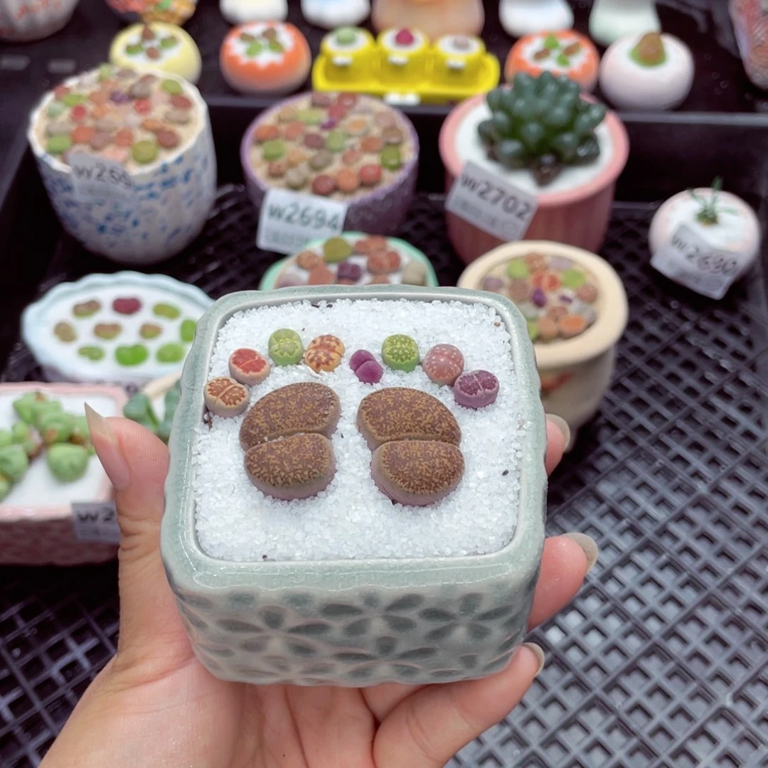 w2706 带盆土发货一物一拍