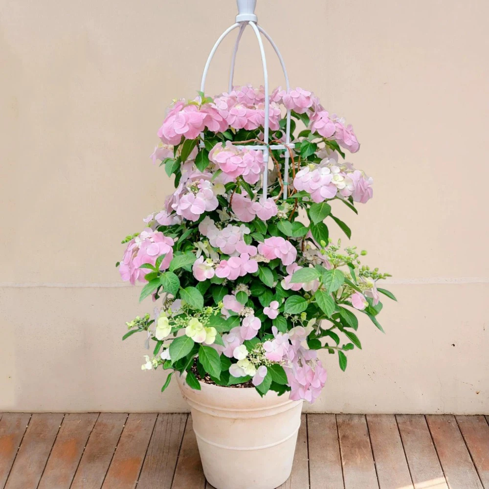 【1加仑带花苞发】落跑新娘少量带花开花绣球花卉