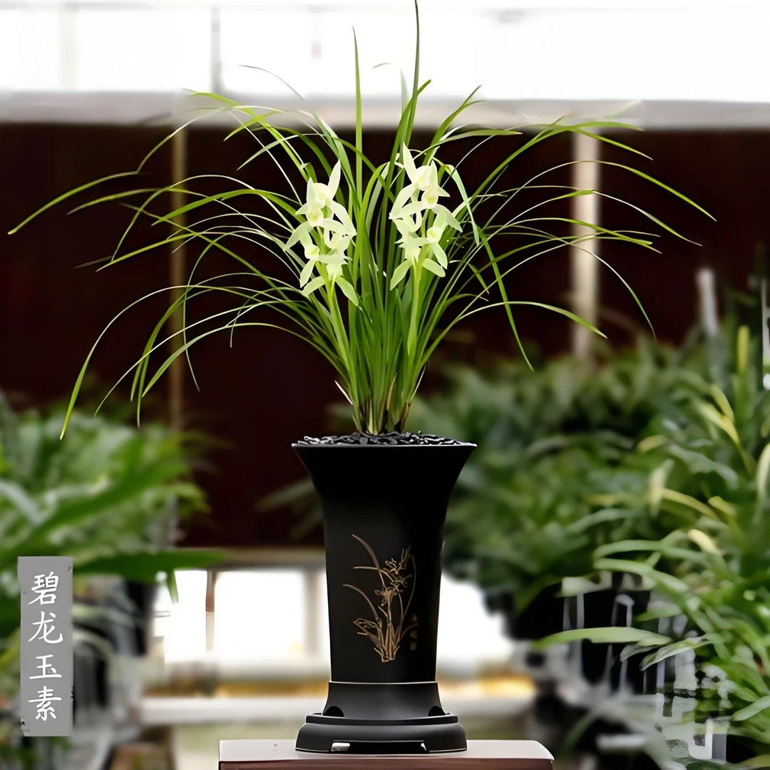 莲瓣兰 碧龙玉素 清香型 名品细叶 经典老种