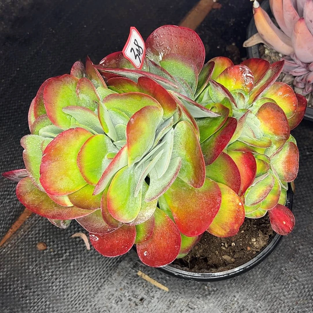 蓝***8308号唐印锦缀化一物一拍