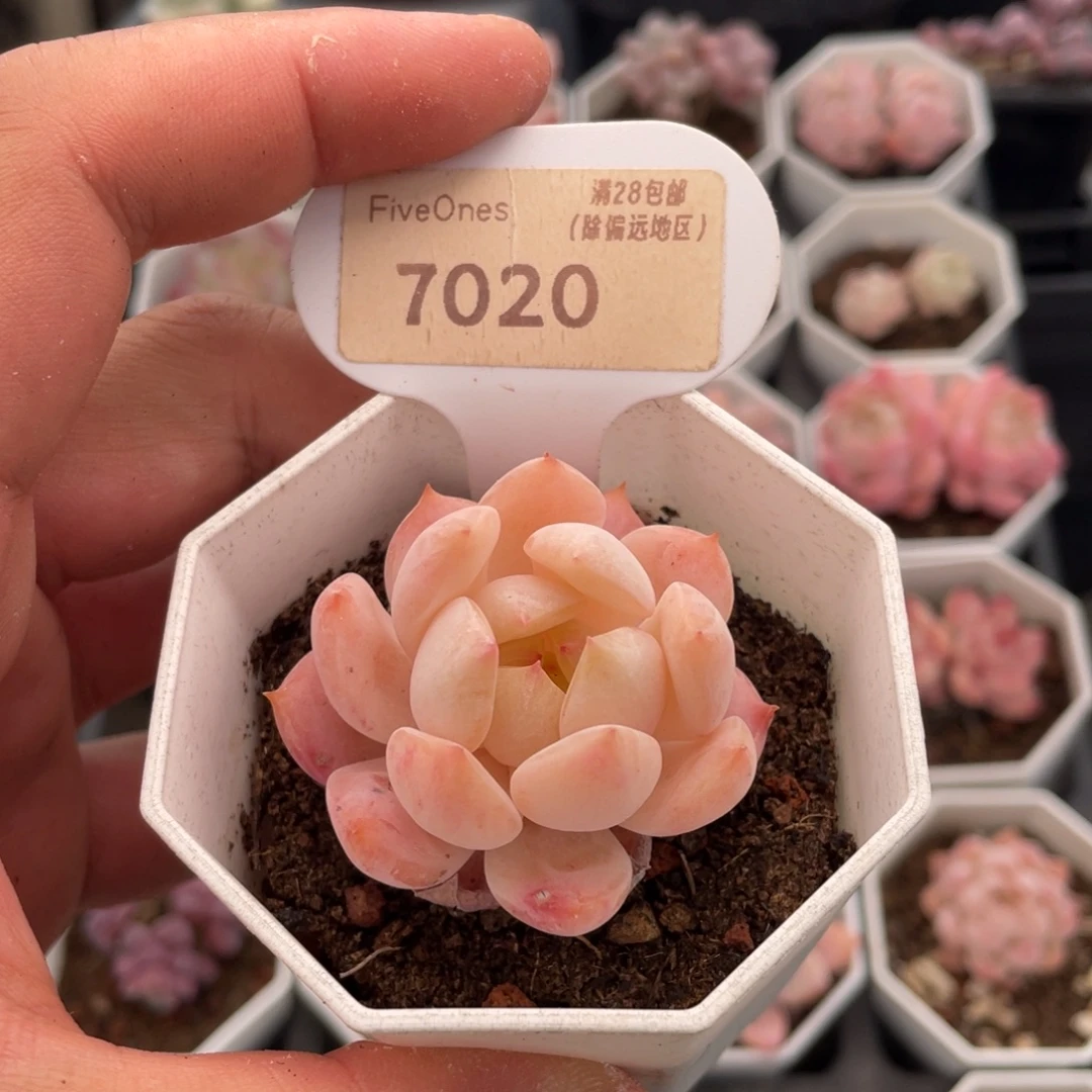 海盐薄荷7020-5厘米