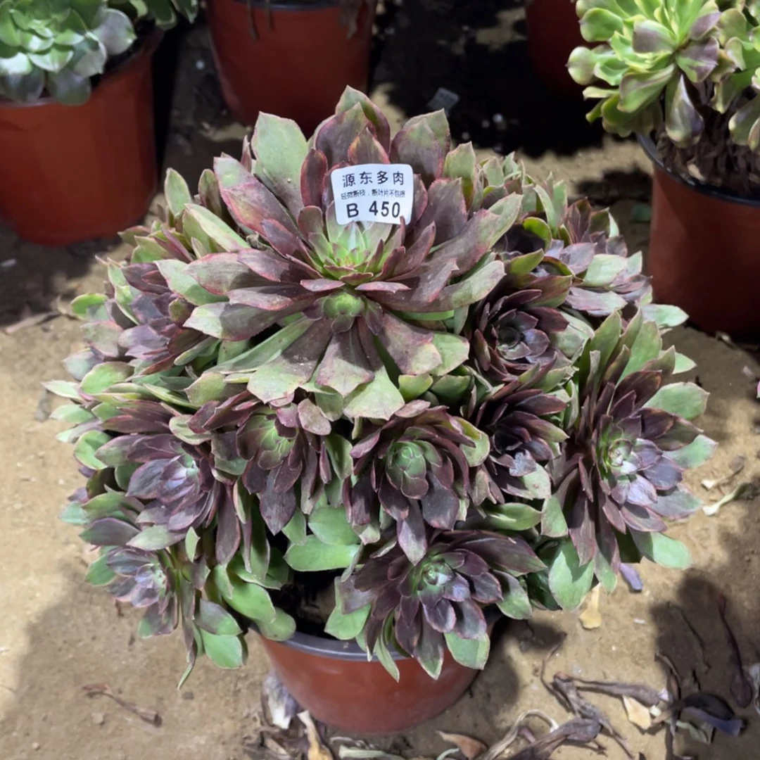 450红丝多肉法师断枝不包