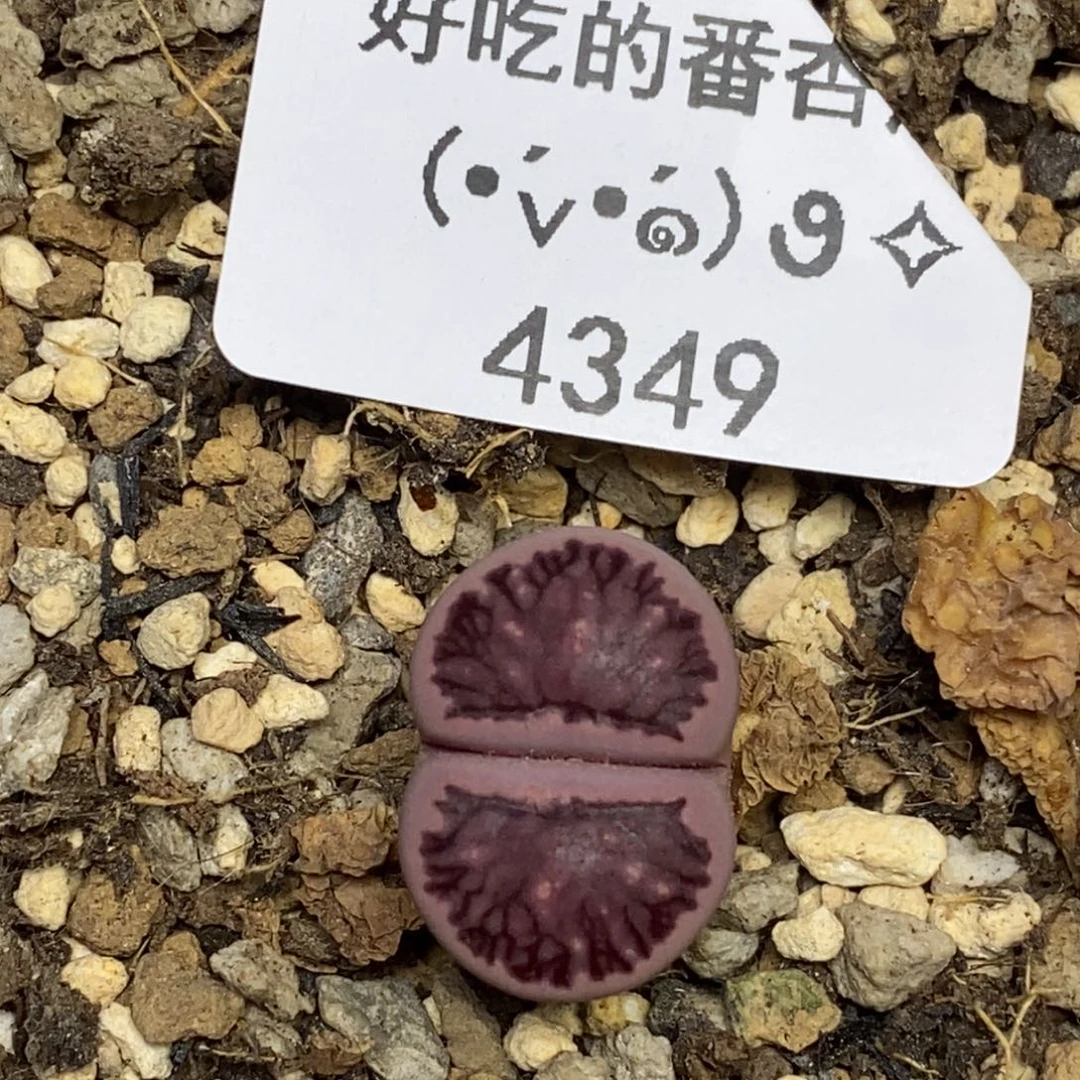 4349。18包邮.当天凑哦。新疆西藏88包邮