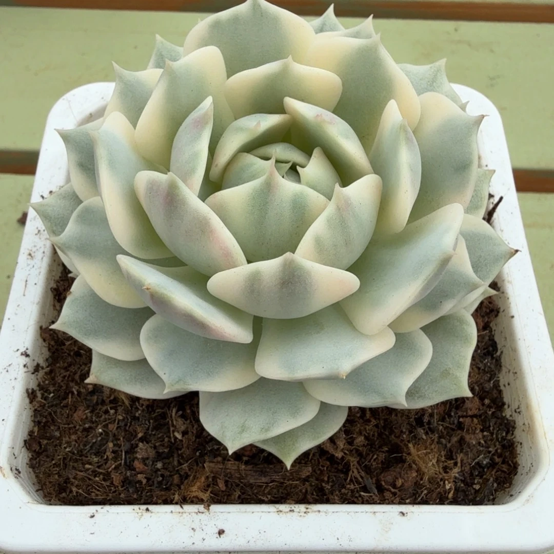 露娜莲锦锦上园艺一物一拍