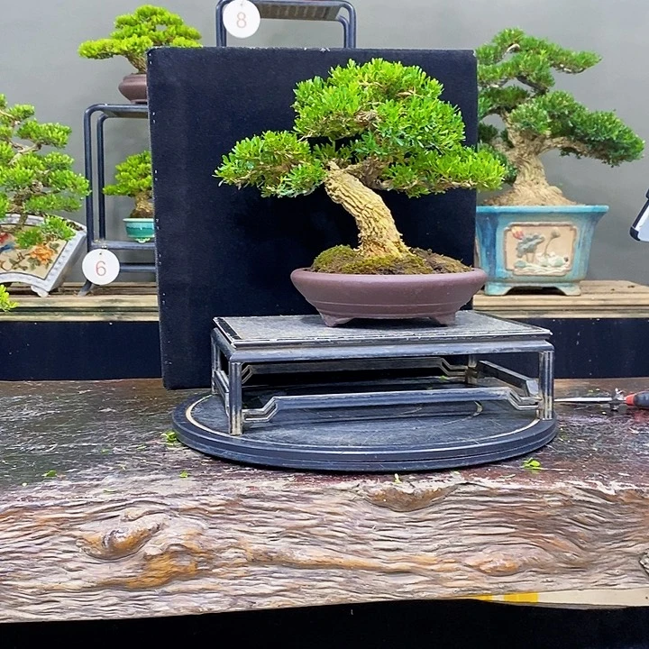 无花朵黄杨盆景四季常青