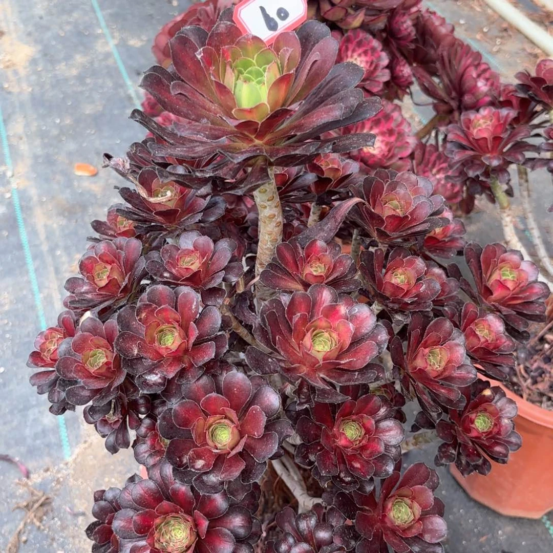 无花朵60晚霞多肉植物