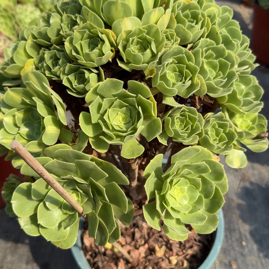 我***是1448多肉琉璃多肉