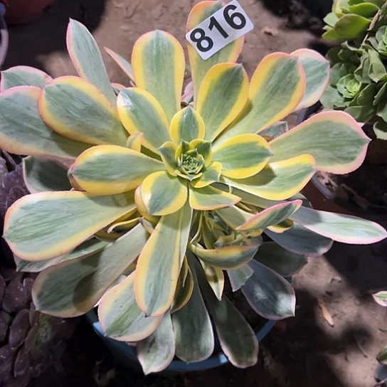 順*一颗多肉法师植物