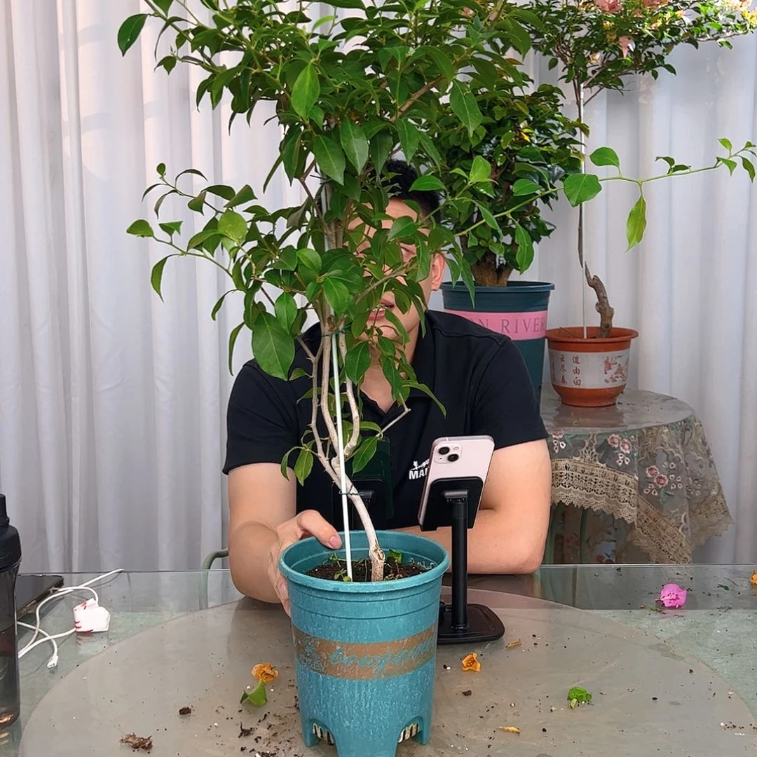 当前无花栽培后可以开花依莎贝拉一颗