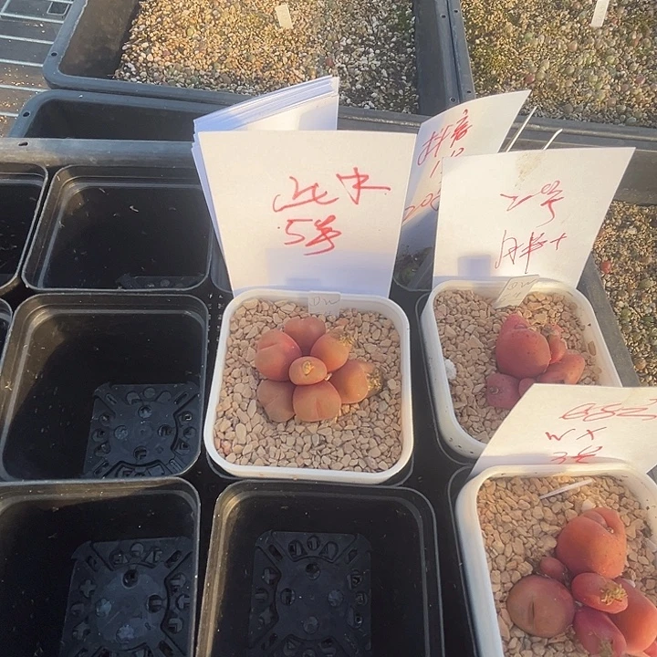 心如止水5号带盆。