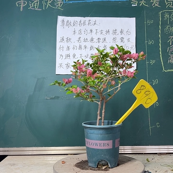 全部花苞 绿叶米罗  890