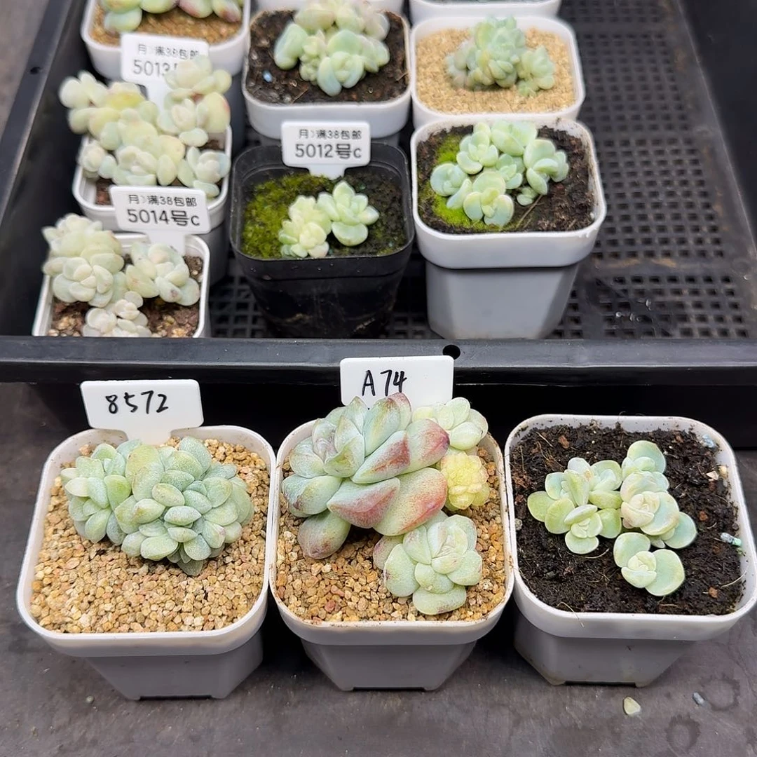 （梨儿专拍）冰玉石化