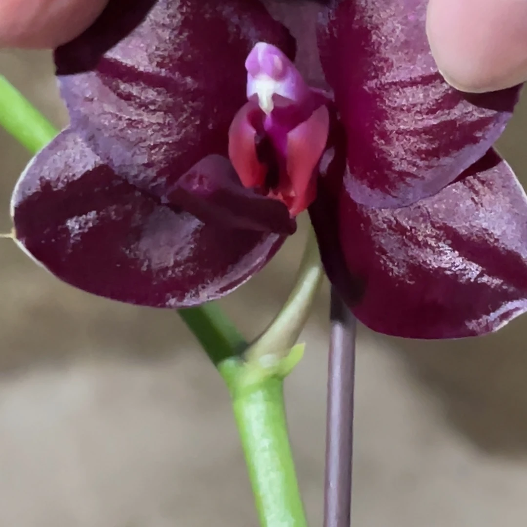 完全开放瑞娜斯1661-668