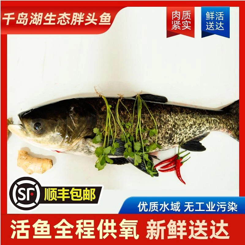 【活鱼-胖头鱼】千岛湖生态胖头鱼3-15斤规格新鲜捕捞活鱼顺丰冷链
