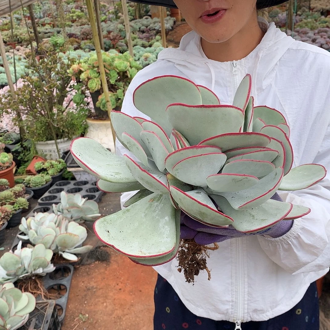 白眉28.8 多肉植物量拍