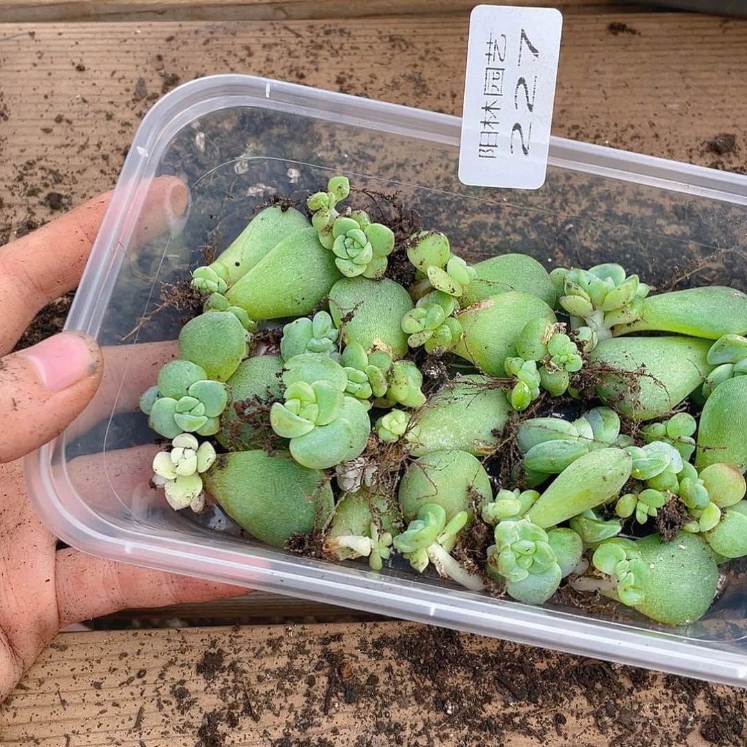 布***辣多肉植物多肉植物227