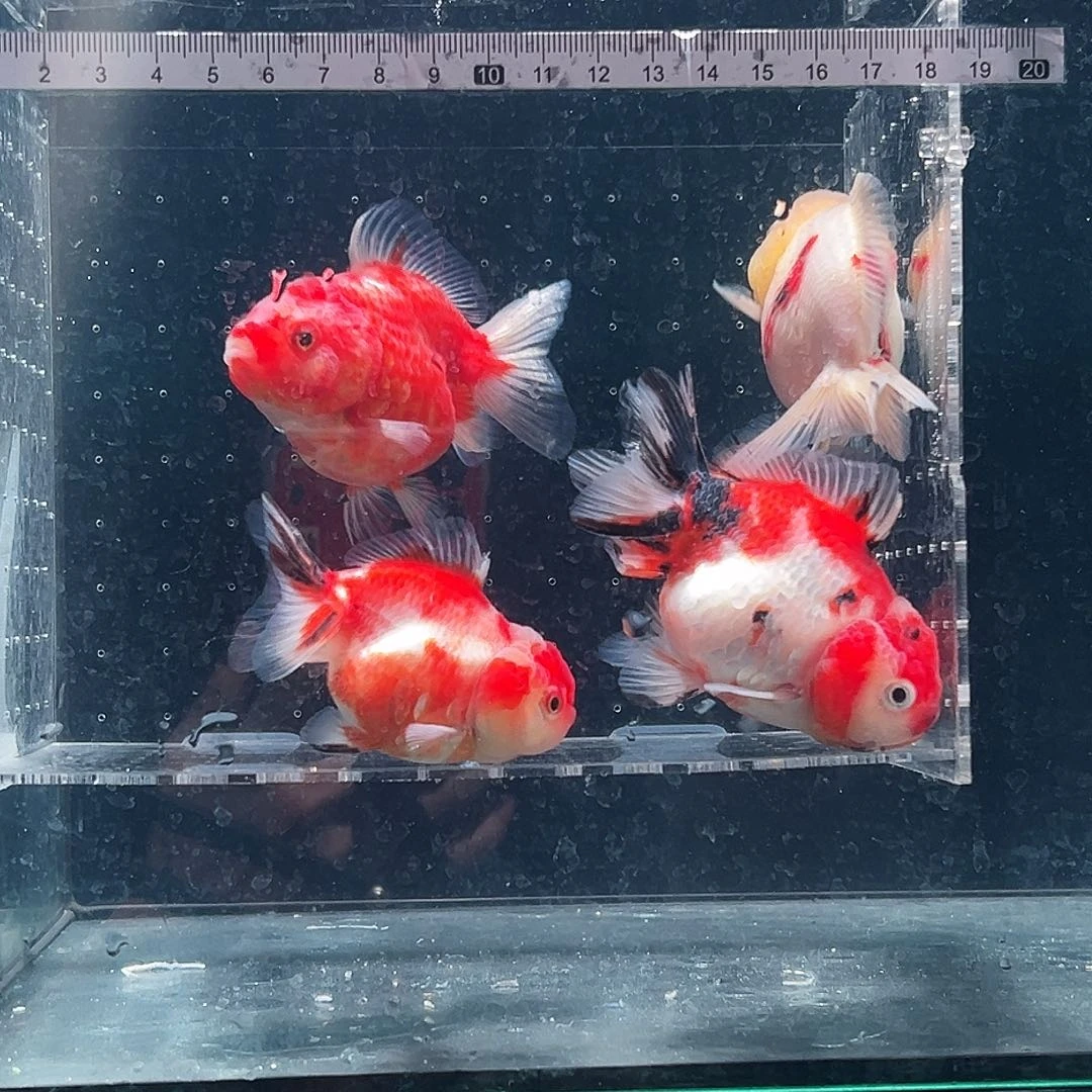 单***店金鱼4ggggggggggg