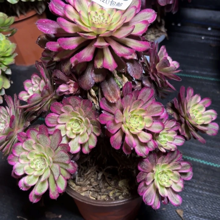 瑞妈一物一拍029