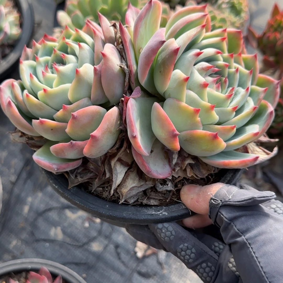 无花朵黑盆惊鸿大双头