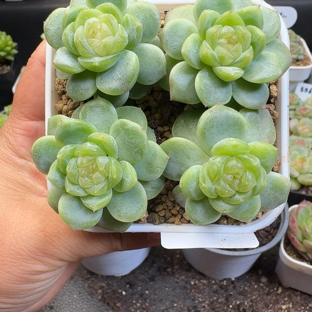 一物一拍一物一拍918-743