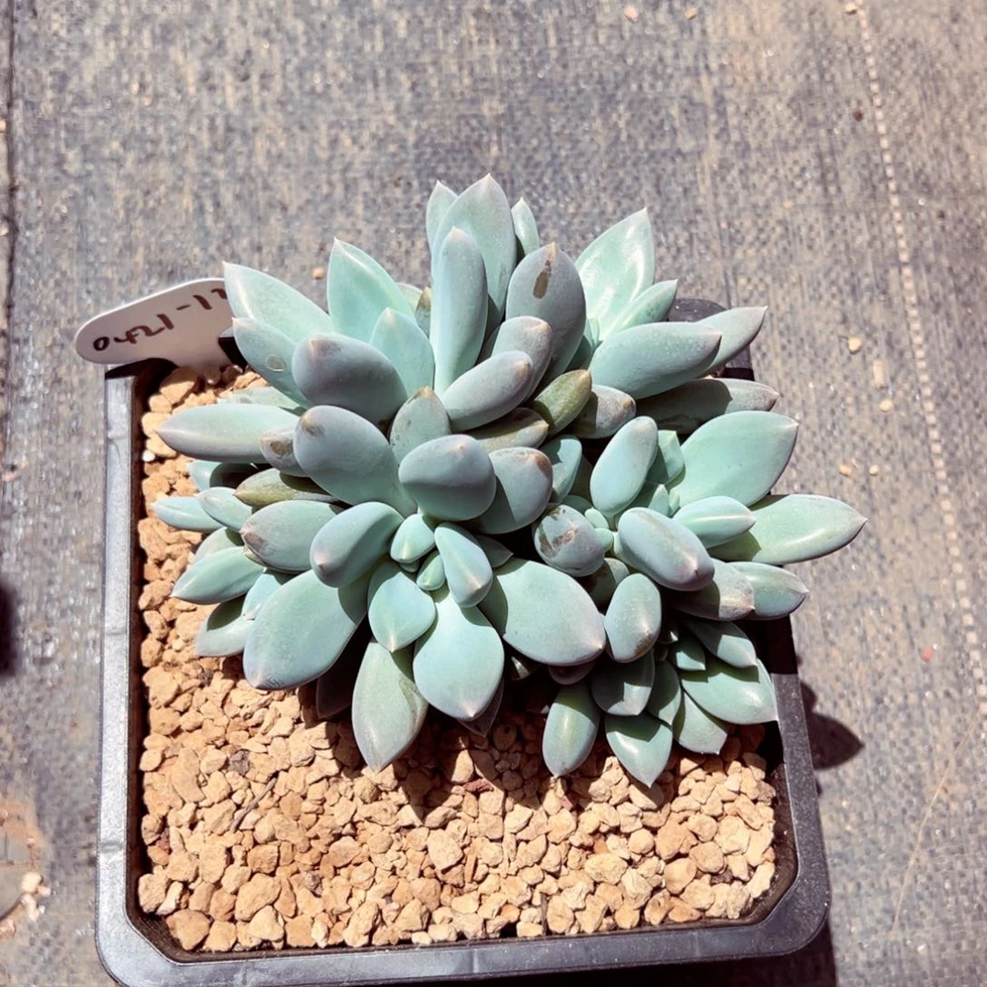 小*0421-12哥特萝莉