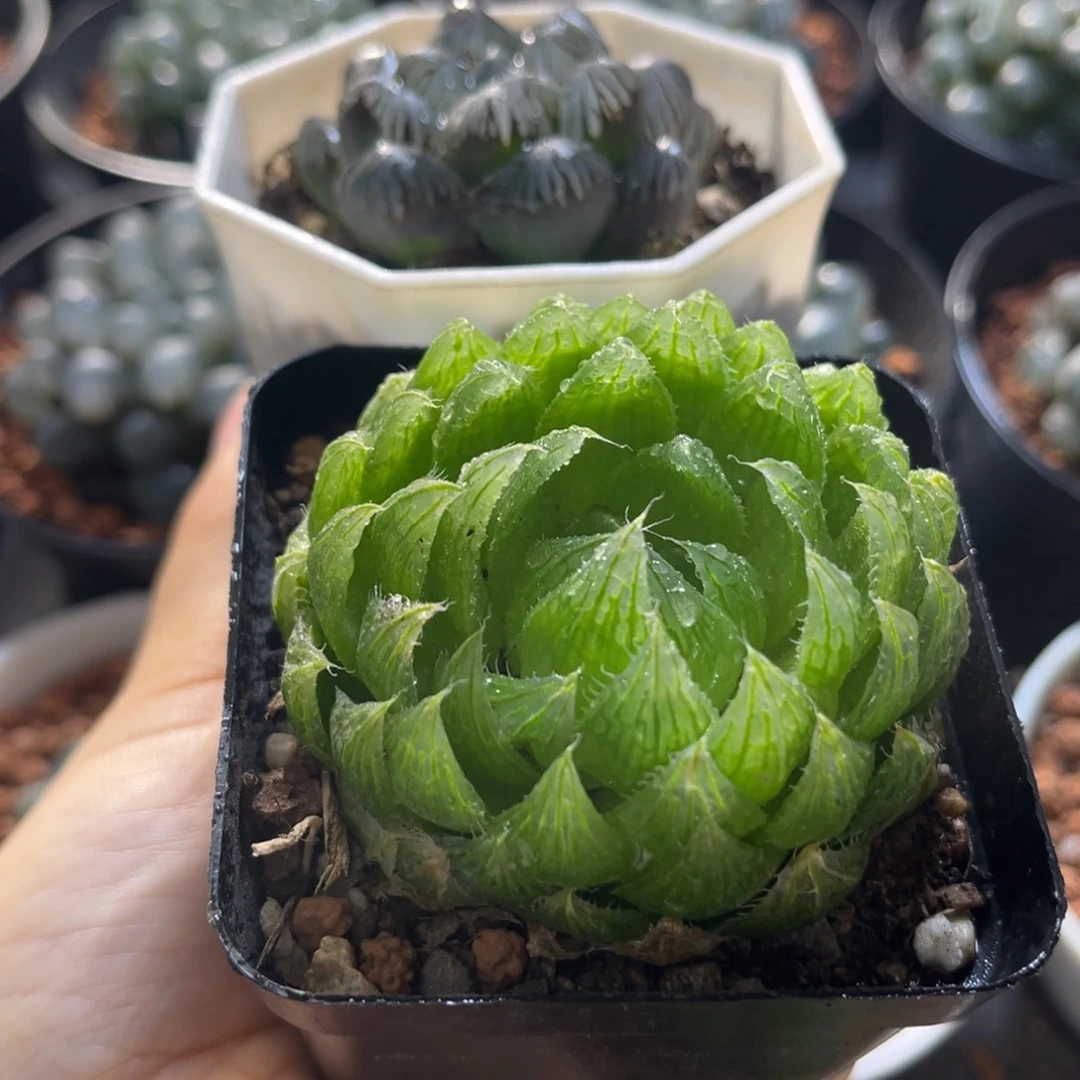 两盆福利带盆土发货