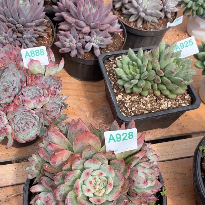 小***幸哈哈哈哈哈哈哈哈哈928