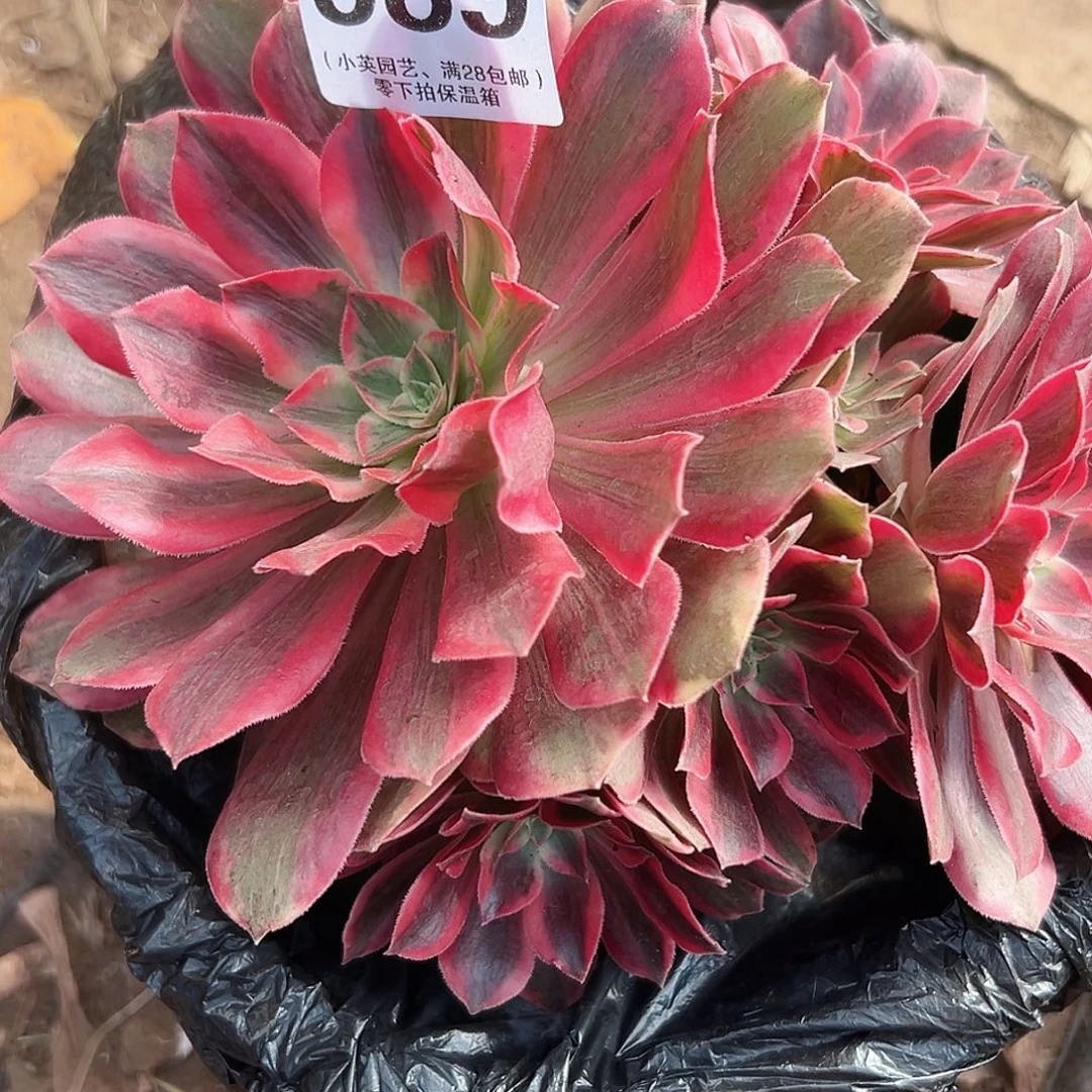 589浣纱多肉植物多肉植物