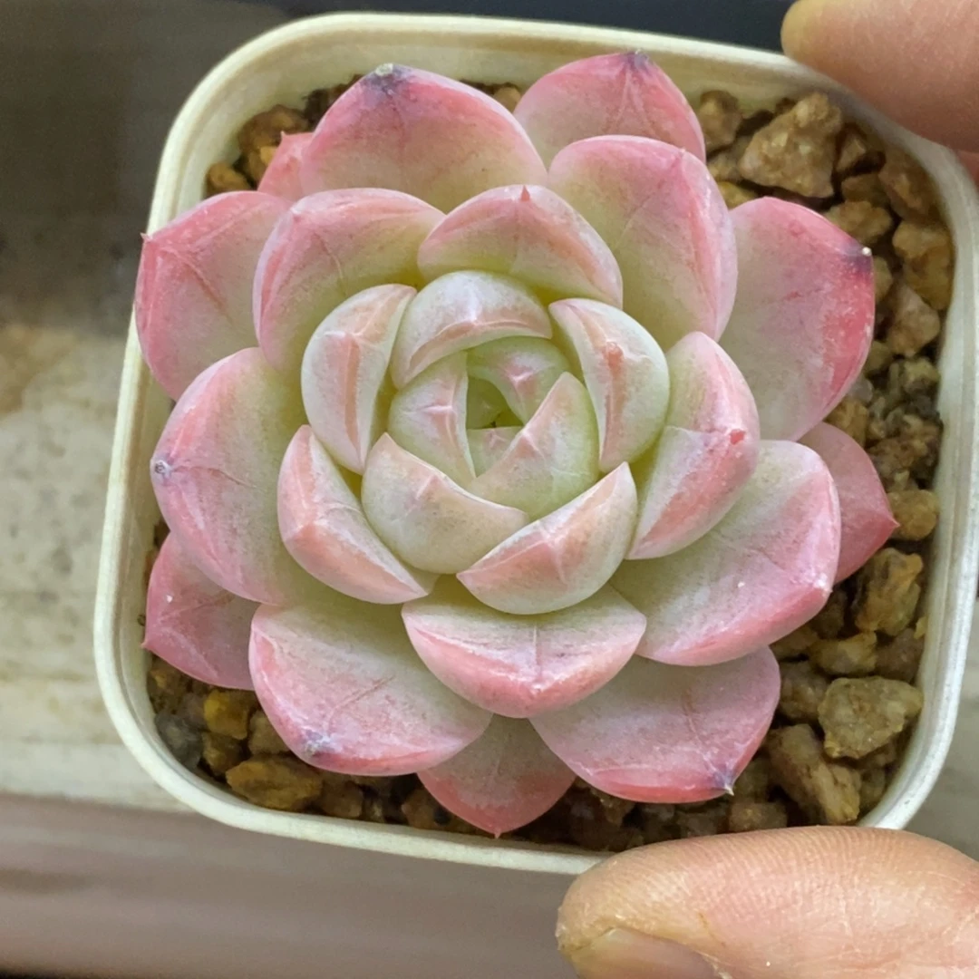 精品多肉一物拍不包整315