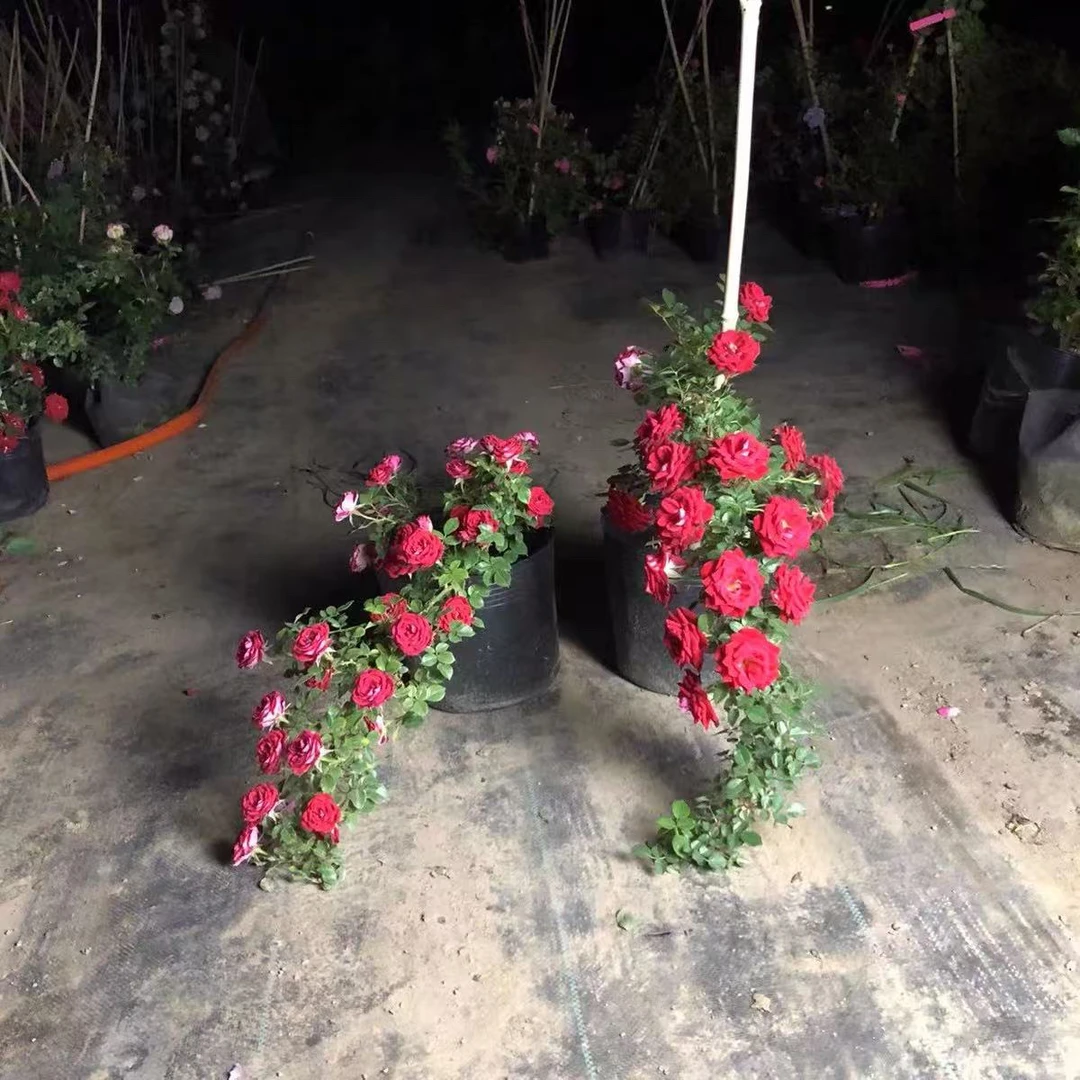 爬藤月季一物一拍拍一发二到手两颗