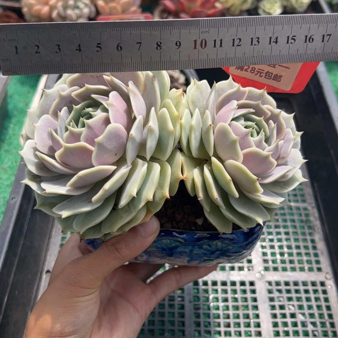 表妹精品多肉植物6365.