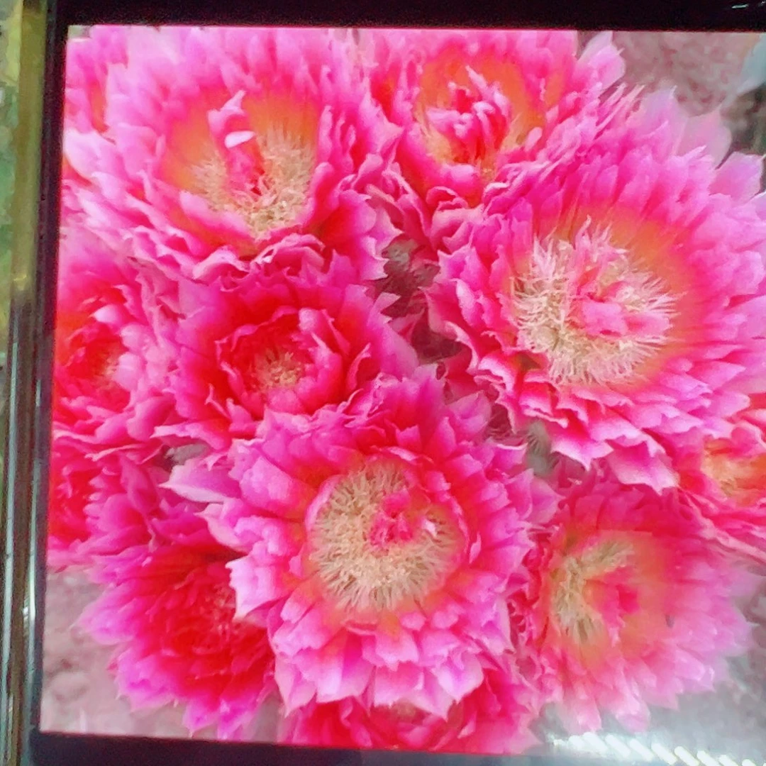 史蒂夫之梦 侧芽 满20包邮